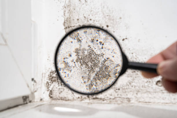 Why You Should Choose Our Mold Remediation Services in Placeholder9