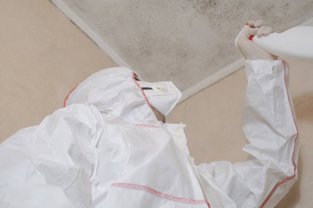 Reliable Boone, NC Mold Remediation Solutions